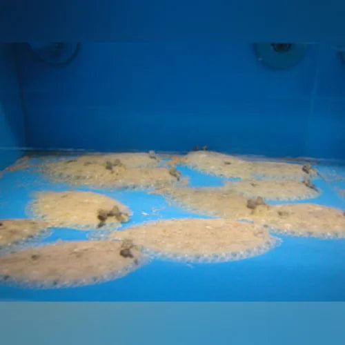 Tropical Flounder