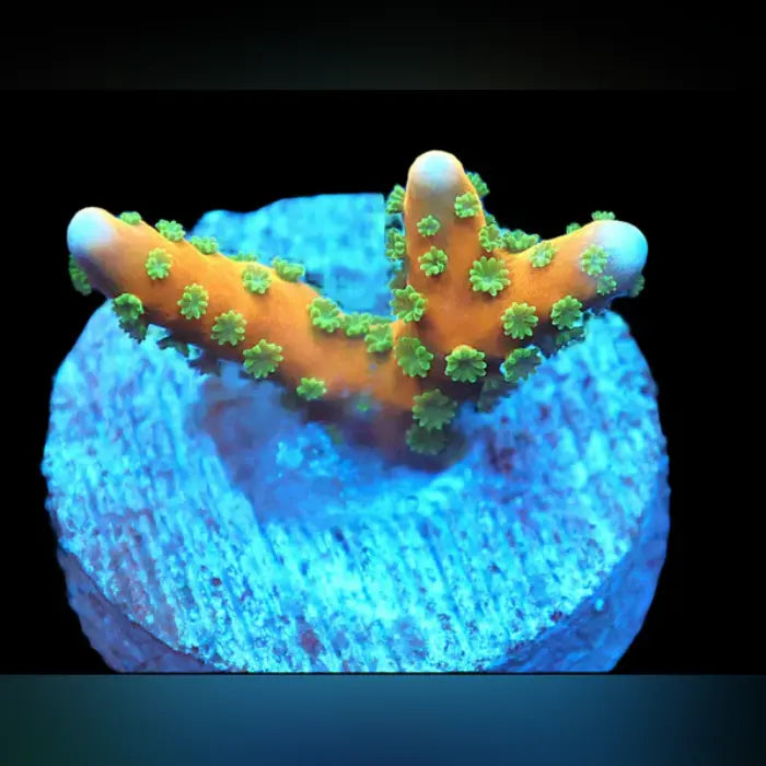 Tropicana Anacropora