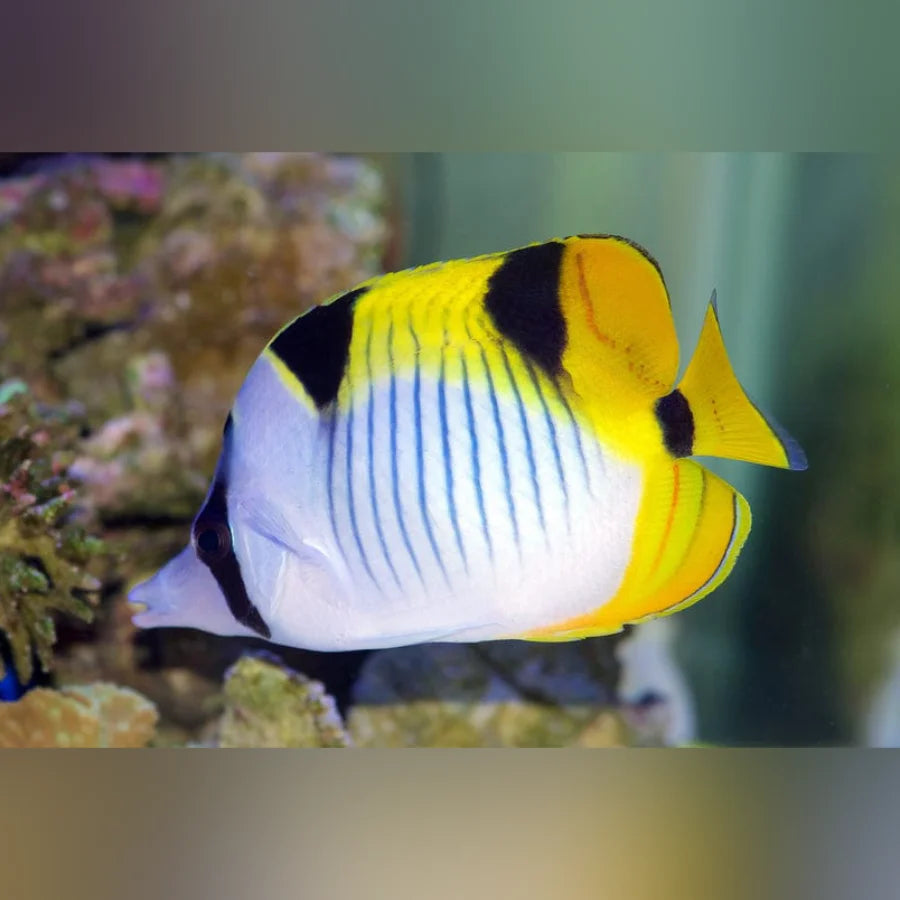 Butterfly fish with yellow, black, and white pattern swimming in an aquarium setting.