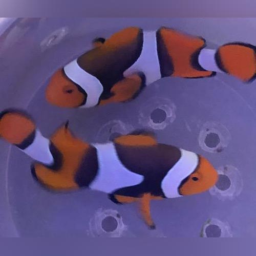 True Percula Clownfish (Pair)