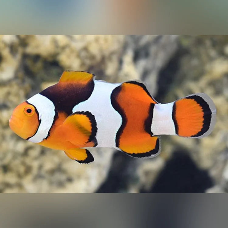 Clownfish with a blurred natural background