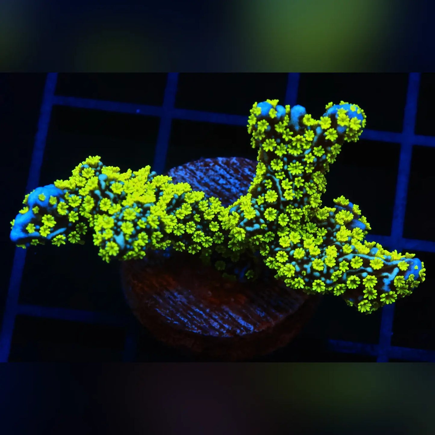 Tubbs Stellata Montipora