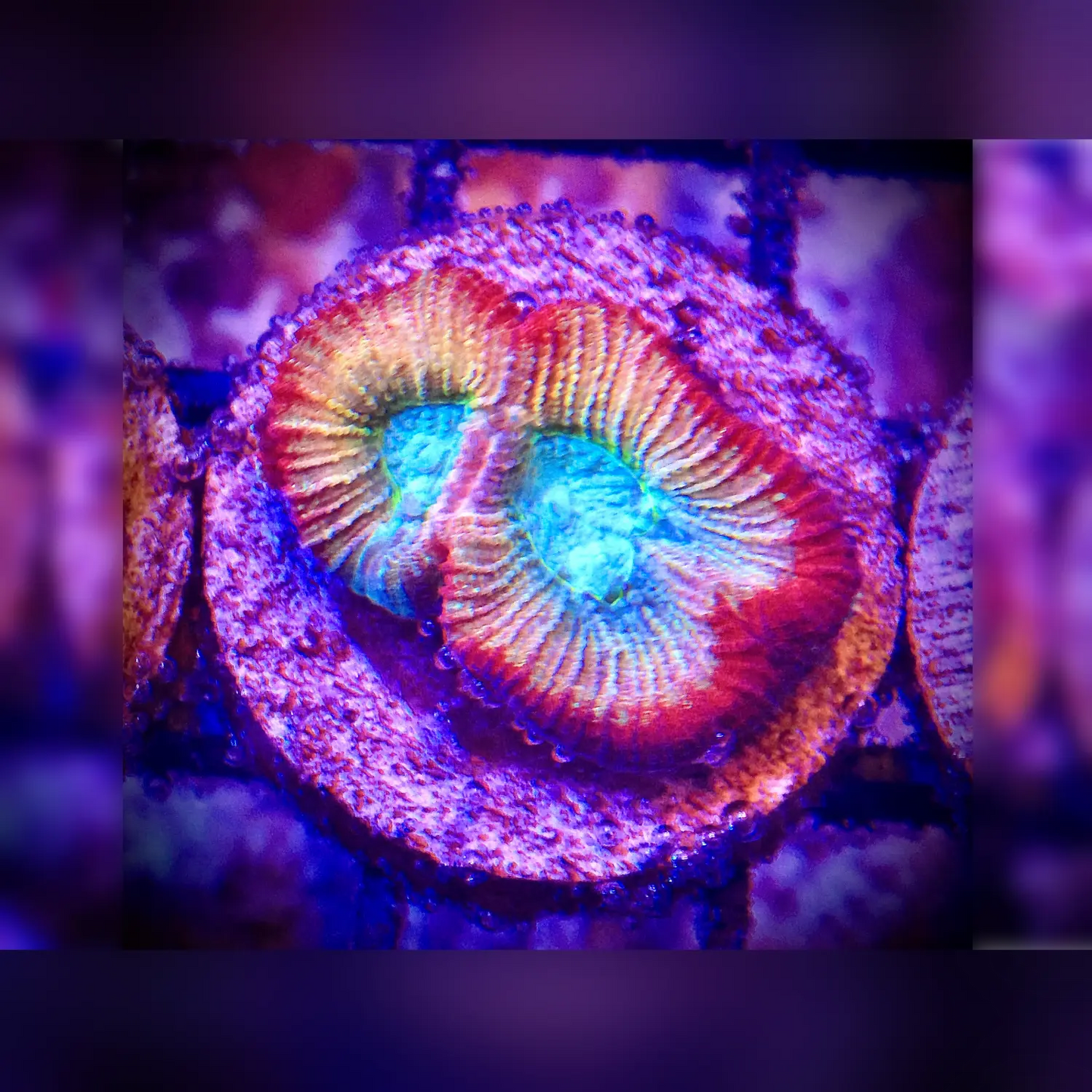 Turquoise Rainbow Favia