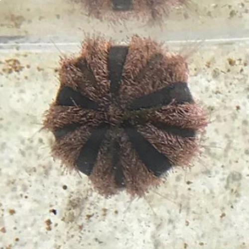 Tuxedo Urchin