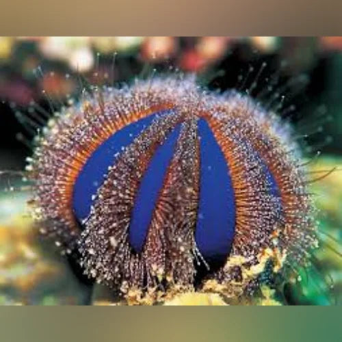 Tuxedo Urchin