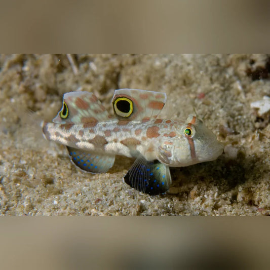 Small fish with a patterned body and colorful eyes hiding in sand