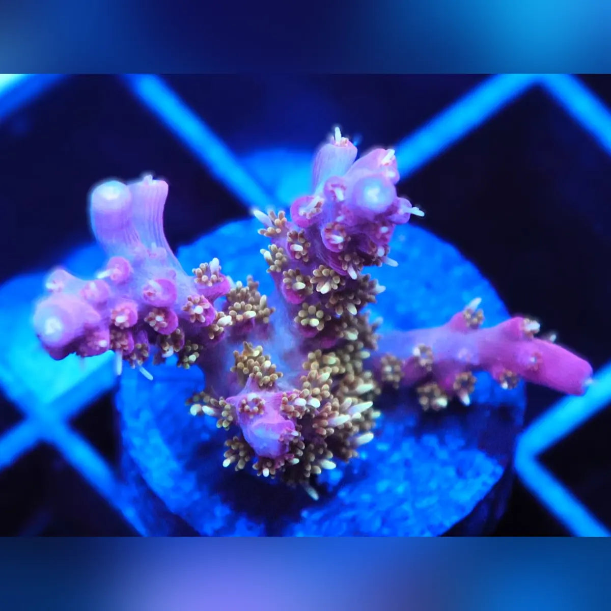 Twisted Sister Acropora