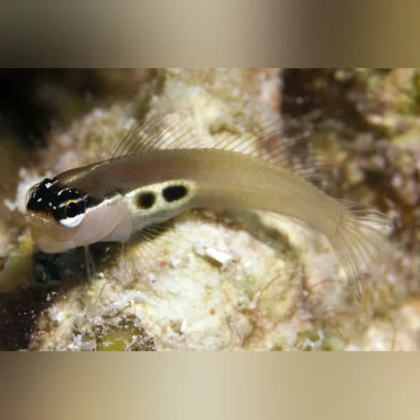 Small fish with distinctive eye patterns on a blurred natural background
