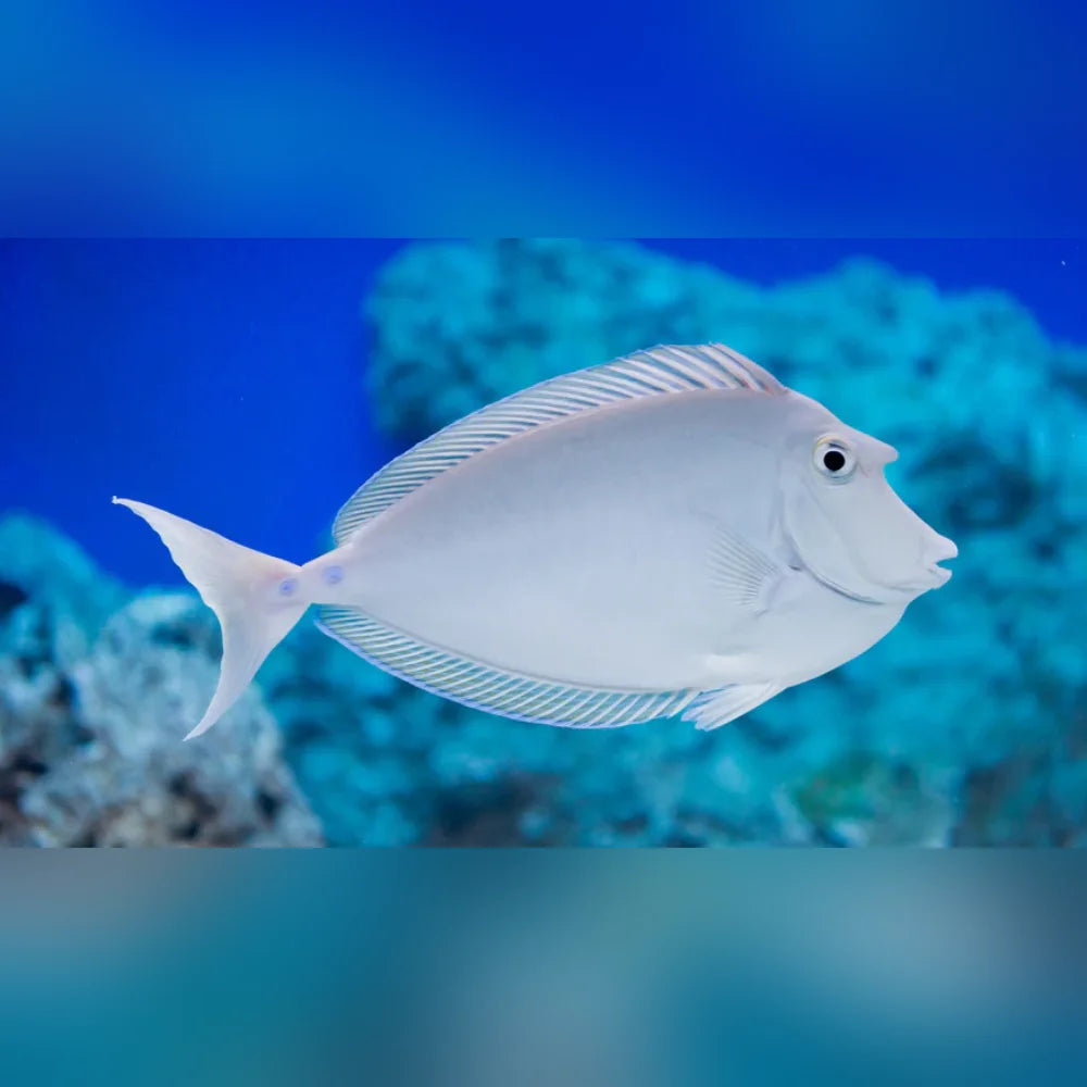 Unicorn Tang