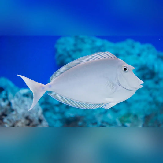 Unicorn Tang