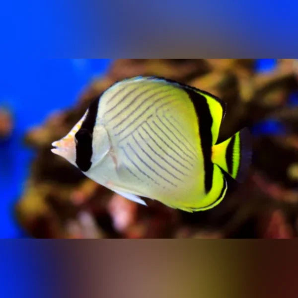 Butterfly fish with black, white, and yellow stripes against a blurred background