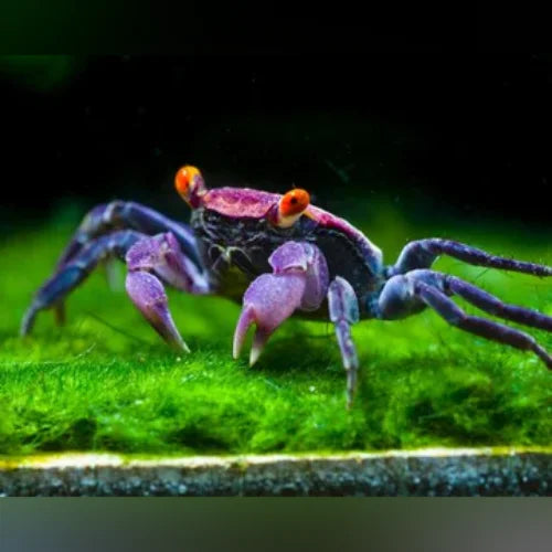 Vampire Crab (Consortium of 4)