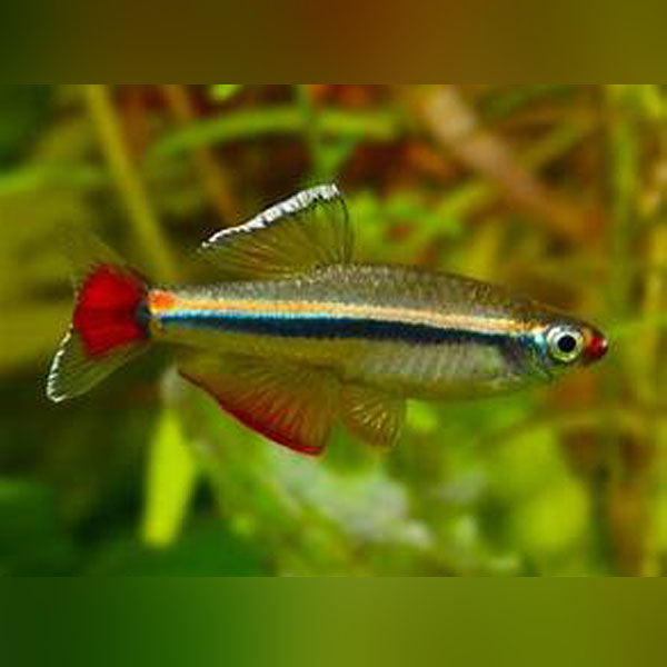 Vietnamese Cardinal Minnow