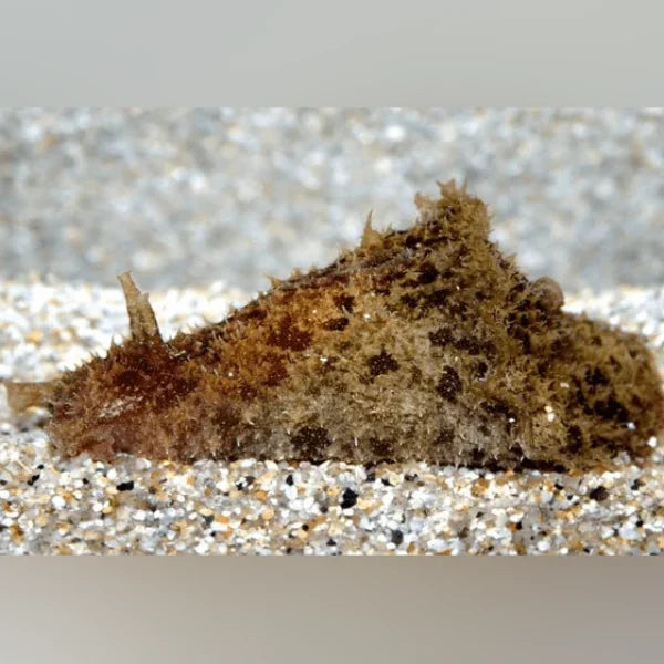 Wedge Sea Hare