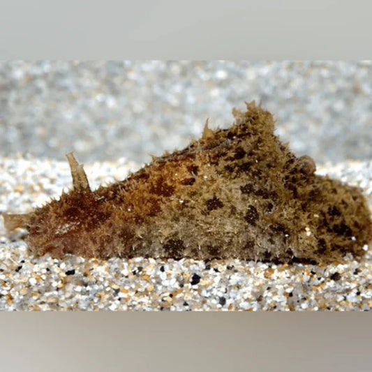 Wedge Sea Hare