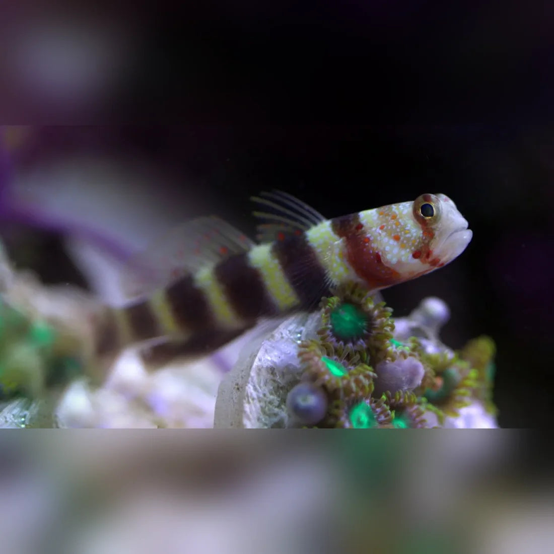 Wheeler's Shrimp Goby For Sale | Symbiotic Goby | Candy Cane Striped ...