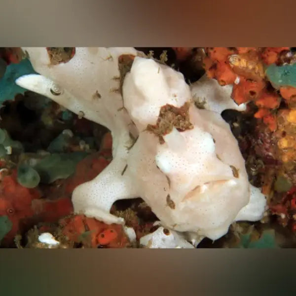 White Painted Anglerfish for sale | Camouflage Master for FOWLR ...