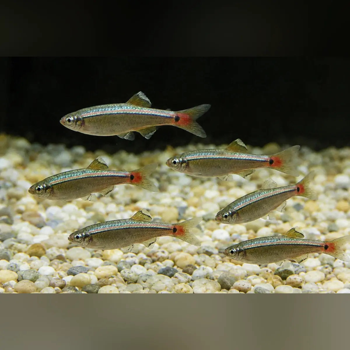 White Cloud Minnow (School of 6)