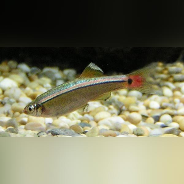 White Cloud Minnow