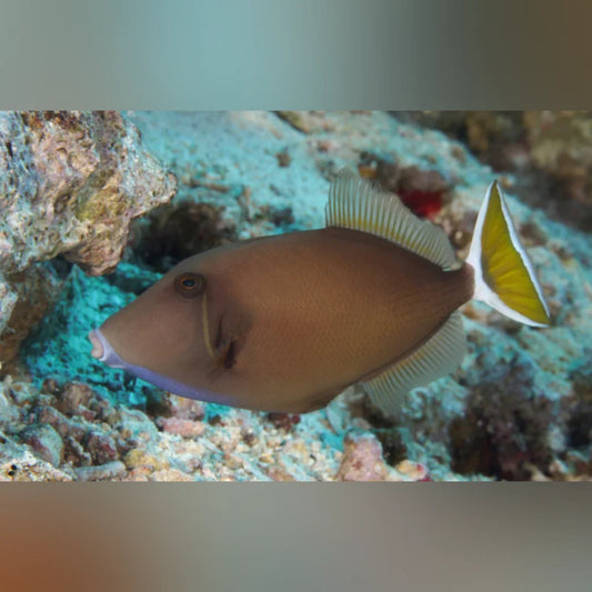 White Tail Triggerfish