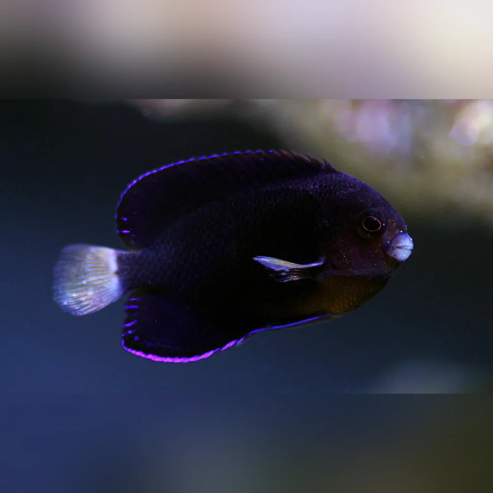 Purple fish swimming in an aquarium with a blurred background