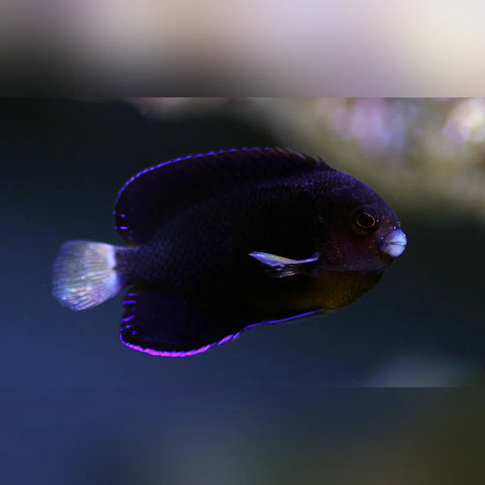 Purple fish swimming in an aquarium with a blurred background