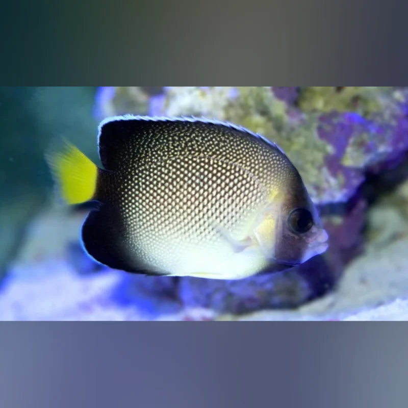 Fish swimming in an aquarium with a blurred background
