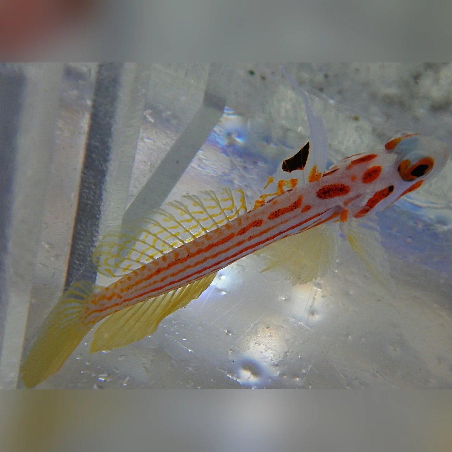 Small fish with orange and yellow stripes in an aquarium setting