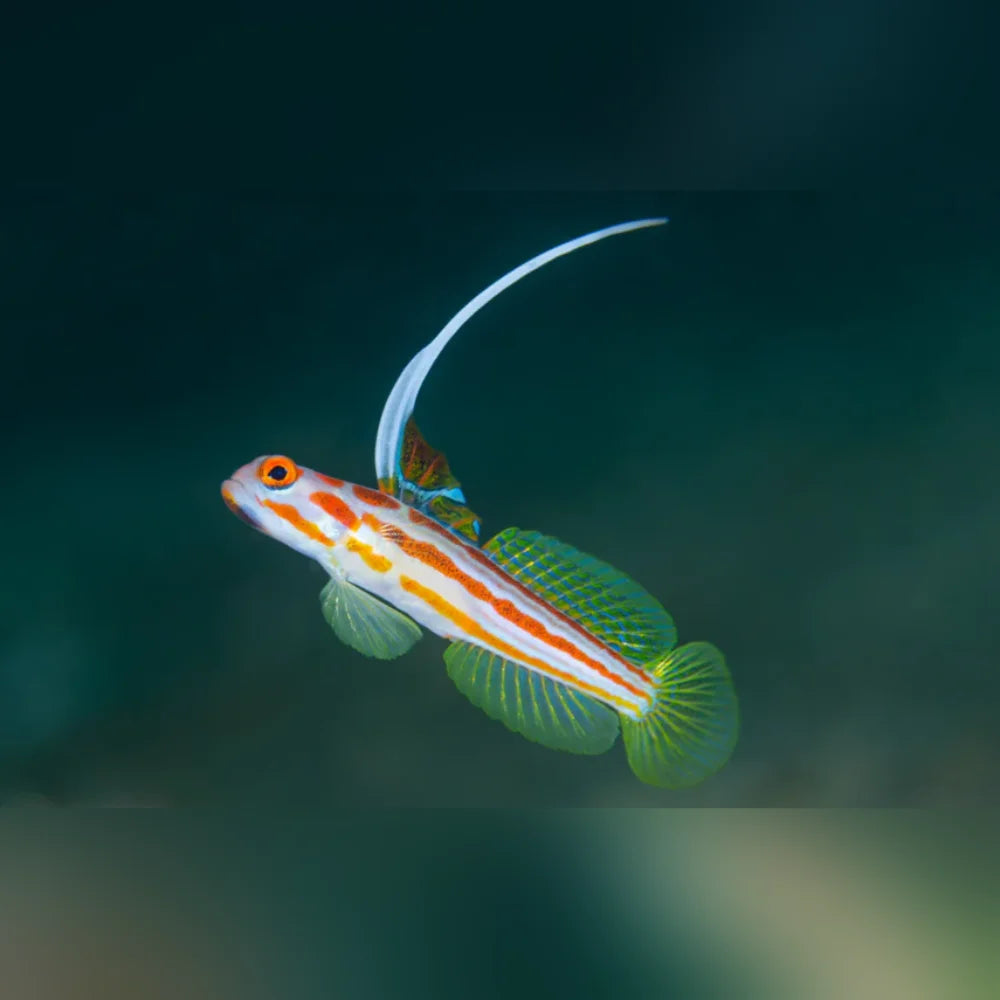 Colorful fish with a striped pattern swimming in clear water