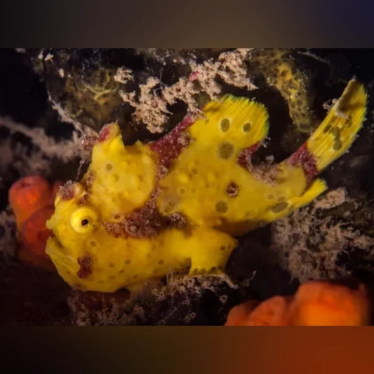 Yellow Anglerfish
