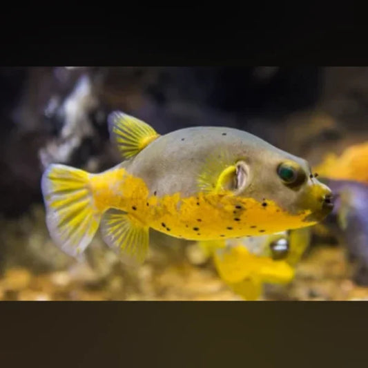 Yellow Belly Dogface Puffer