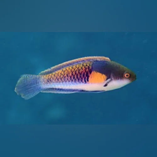 Yellow Flanked Fairy Wrasse