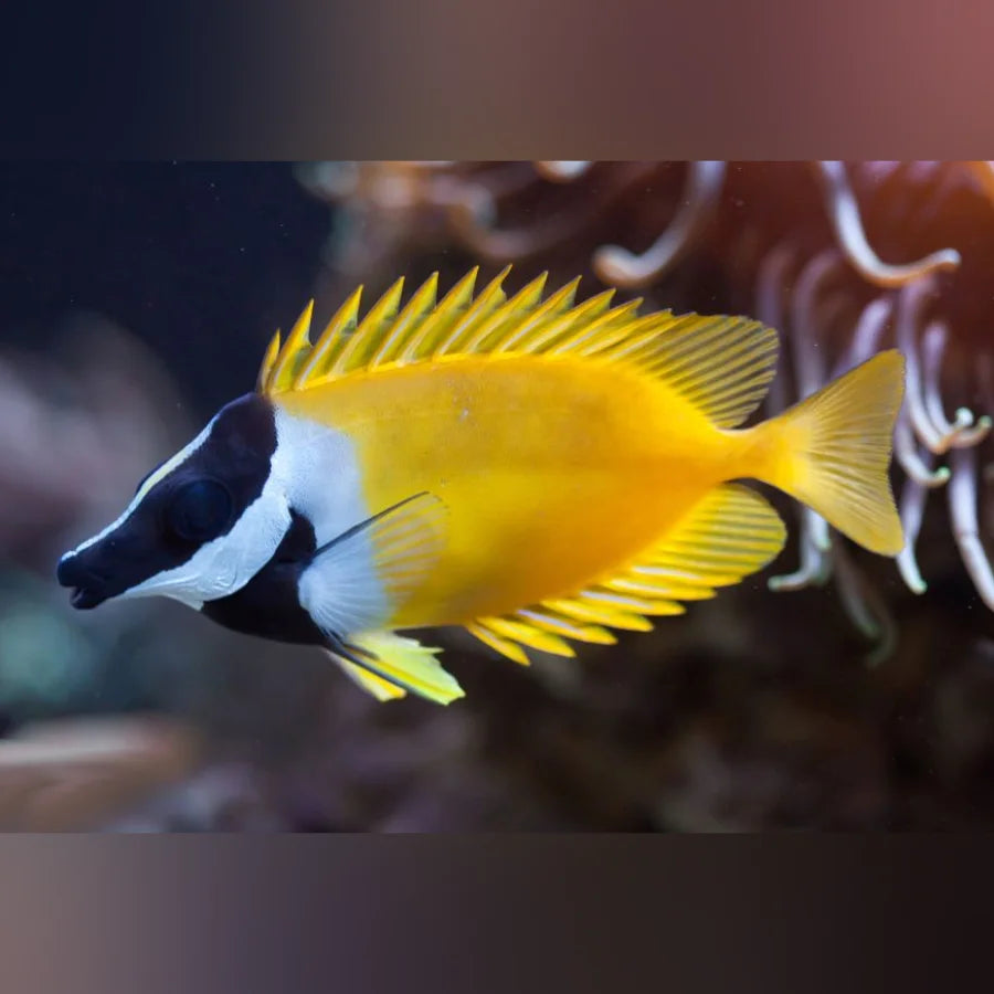 Yellow Foxface Rabbitfish with black head swimming near coral