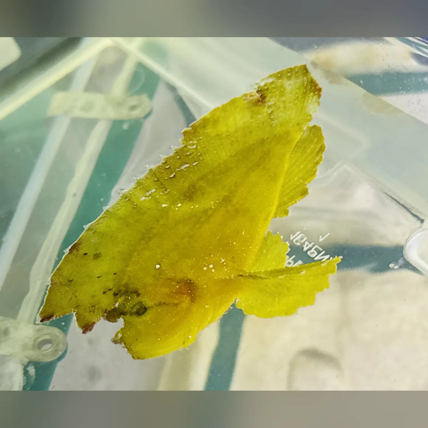 Yellow Leaf Scorpionfish