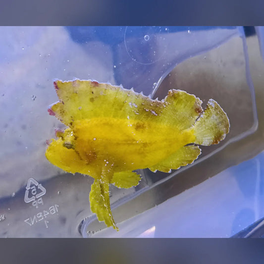 Yellow Leaf Scorpionfish