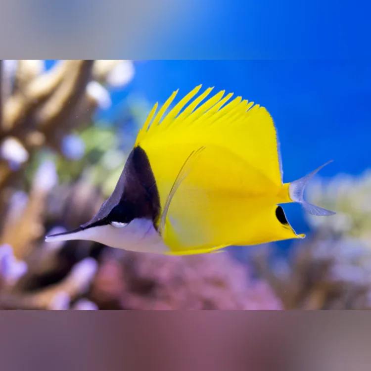 Yellow fish with a black head swimming in clear blue water.