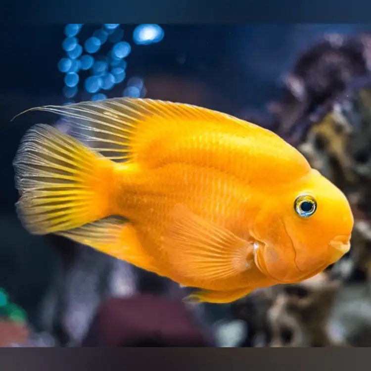 Yellow Parrot Cichlid