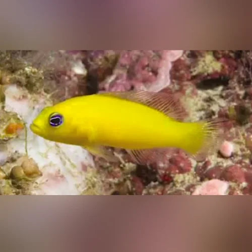 Yellow Pseudochromis