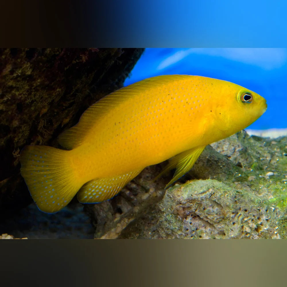 Yellow Pseudochromis