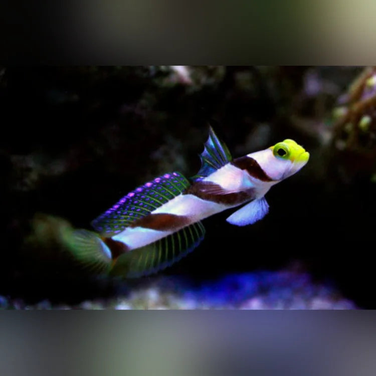 Colorful striped fish in an aquarium setting