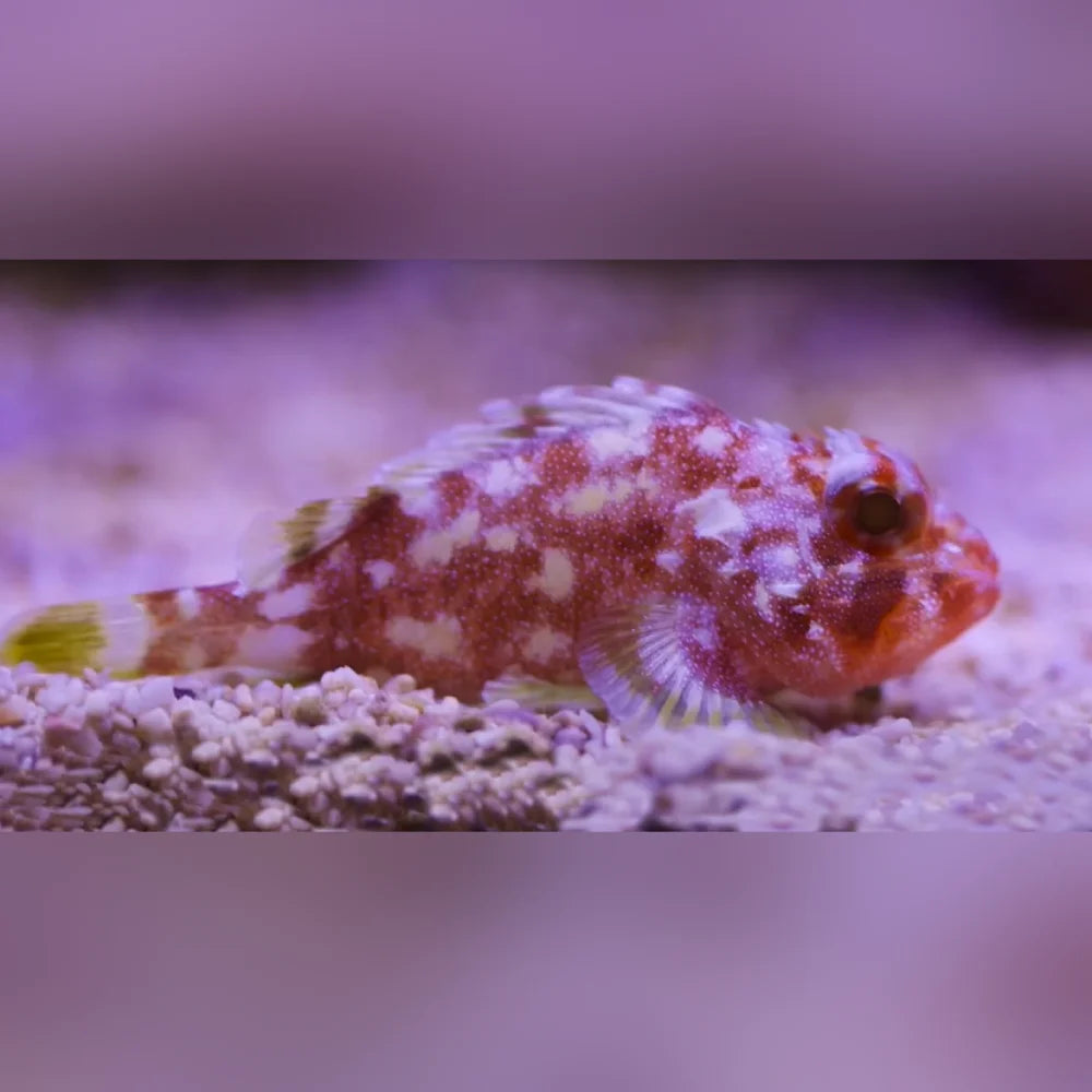 Yellow Spotted Scorpionfish with red and white pattern on a sandy substrate