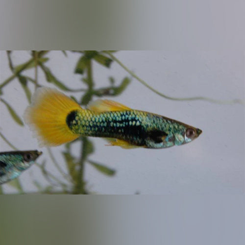 Male Yellow Tux Guppy