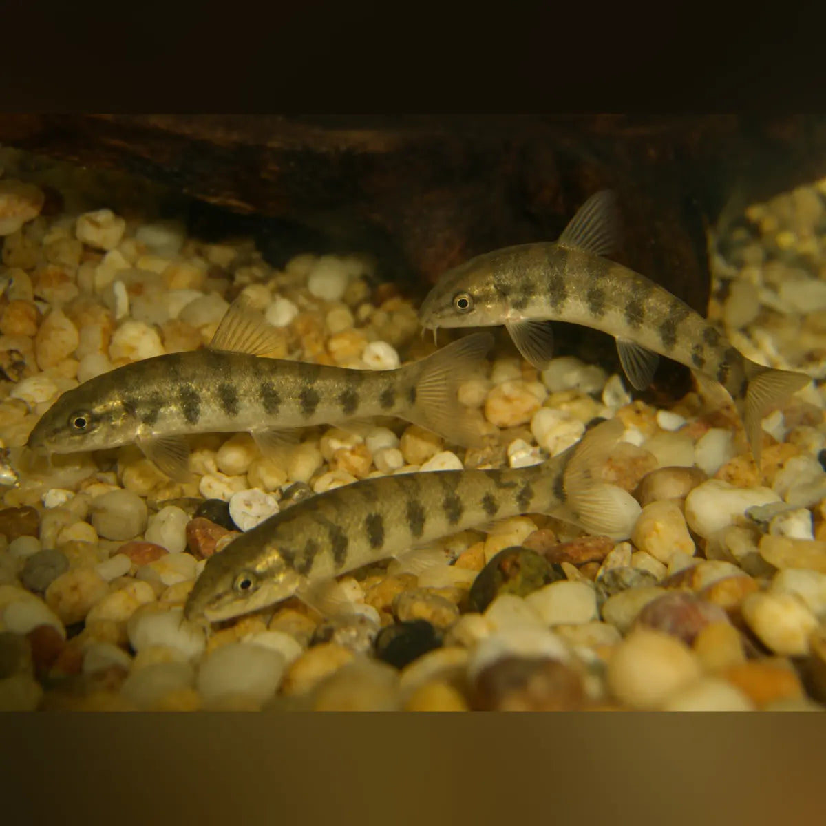 Yo Yo Loach (Group of 3)