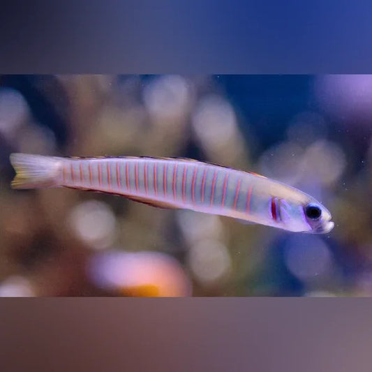 Zebra Bar Goby