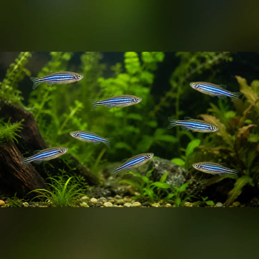 Zebra Danio (School of 8)