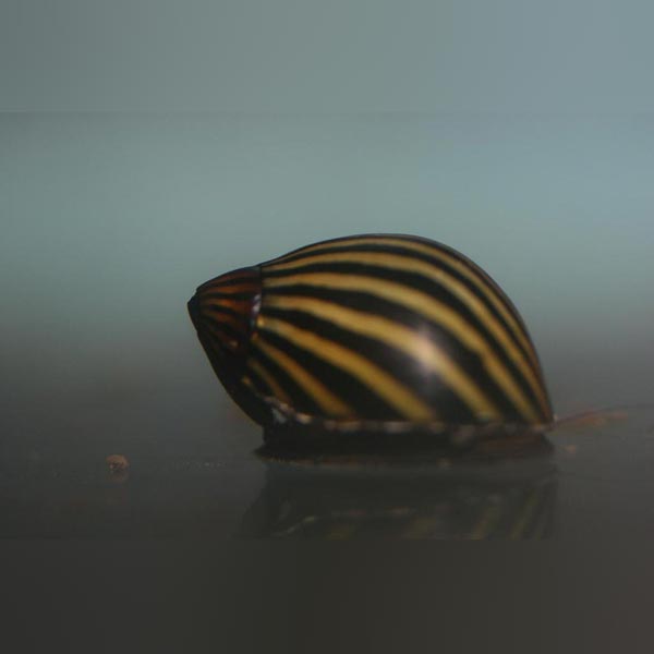 Zebra Nerite Snail