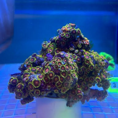 WYSIWYG Fiji Multicolor Zoanthid Colony - 002