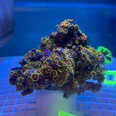 WYSIWYG Fiji Multicolor Zoanthid Colony - 002