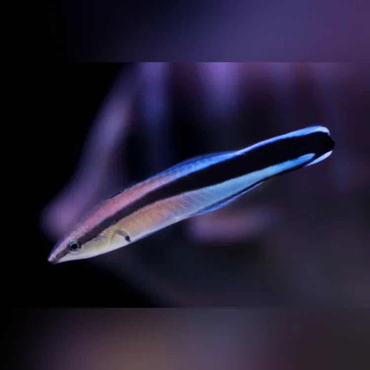 African Cleaner Wrasse