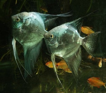 Blue Leopard Angelfish (School of 3)